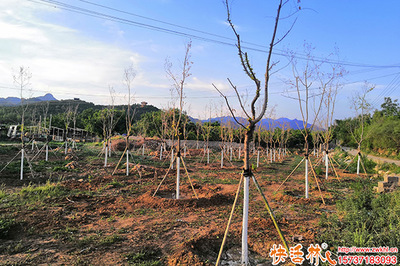 樹干涂白劑的價格分析與市場參考