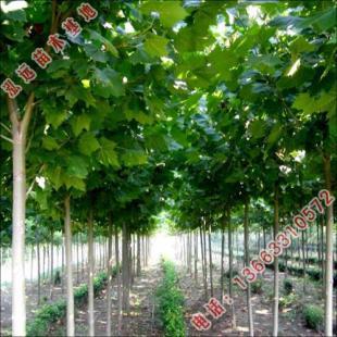 河北省泓遠 專注園林綠化苗木與農副產品，打造生態綠色未來——世界工廠網優質供應商
